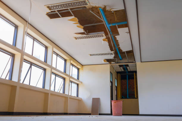 Best Mold removal after water damage  in Rayville, LA