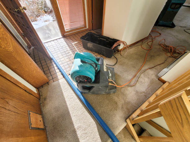 Best Mold removal after water damage  in Rayville, LA