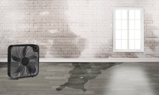  Rayville, LA Water damage restoration Pros